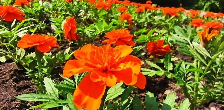 В нижегородских парках высадили более семи тысяч цветов